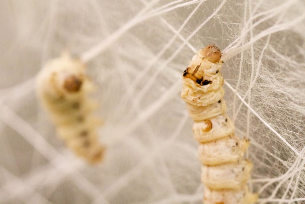 Silkworms at work in a Mediated Matter Group project (Photo: Neri Oxman) 