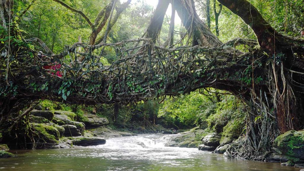 Lebende Brücken von Meghalaya