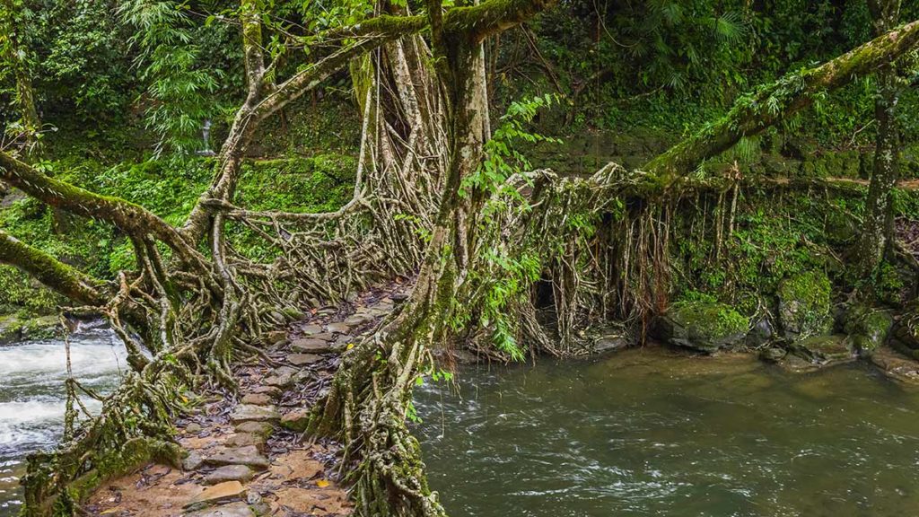 Lebende Brücke im Meghalaya-Plateau in Indien