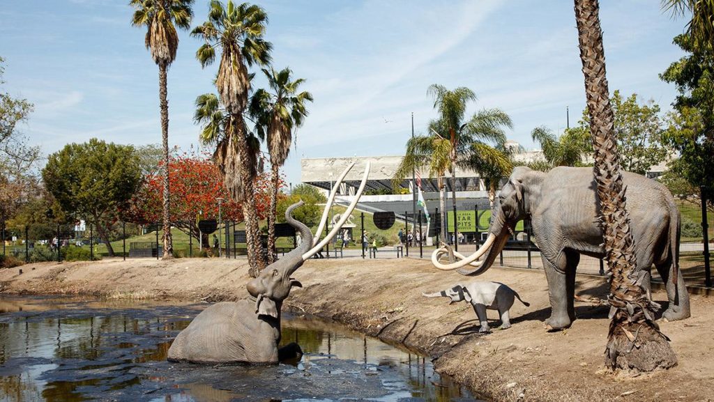 Gegenwart. Besuchermagnet mit großer Fan-Gemeinde: Die Mammut-Familie. (Foto: La Brea Tar Pits)