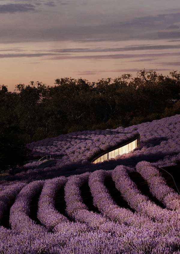 Lavender Center, Voco, Hachem