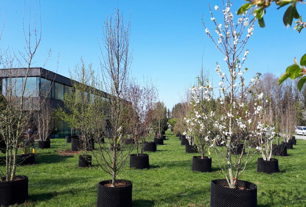 Schön und für den Klimaschutz aktiv: 160 Bäume aus der Baumschule Jakel werden das neue Möbelhaus begrünen. (Bild: Baumschule / JAKEL)