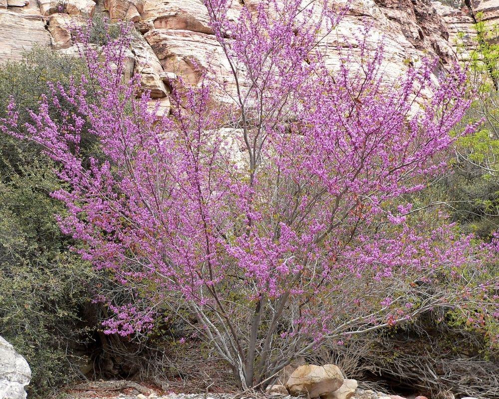 Redbuds