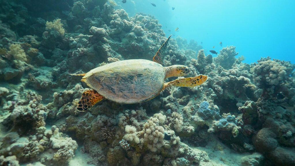 „Coral Bloom“ erblüht im Roten Meer. (Bild: TRSDC)