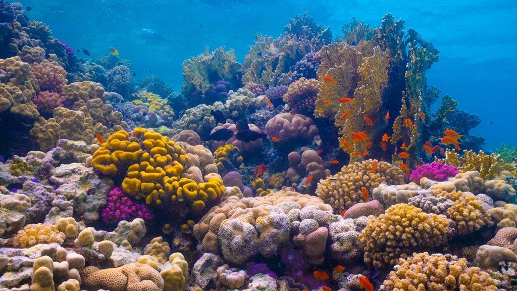 „Coral Bloom“ erblüht im Roten Meer. (Bild: TRSDC)