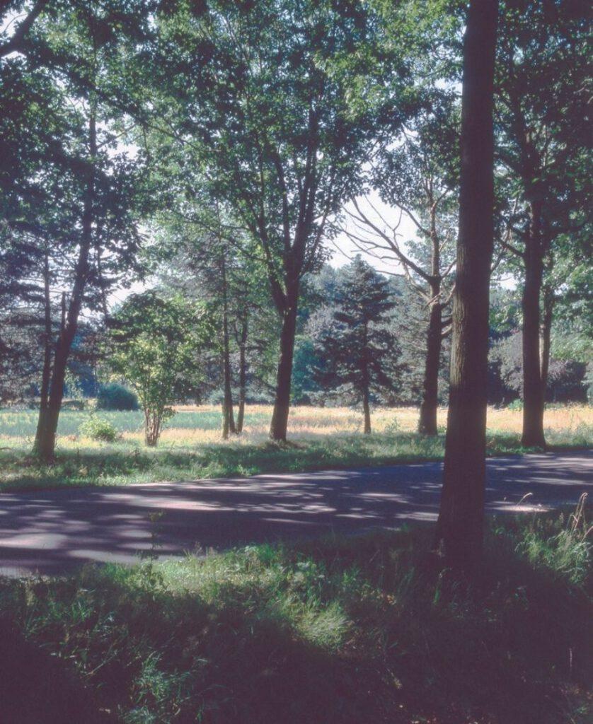 Woodland in Bosrijk