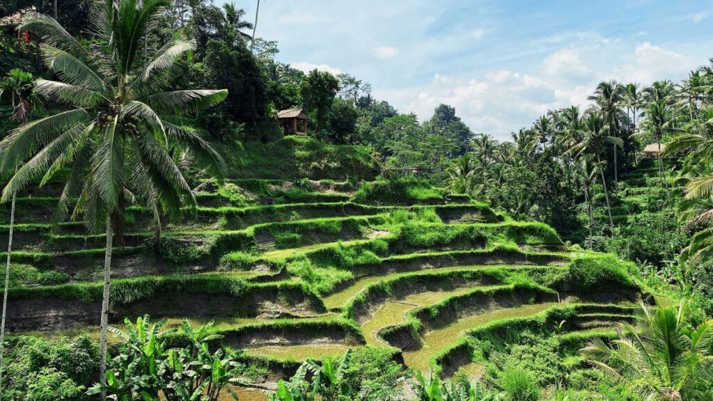 Reisfeld bei Ubud auf Bali