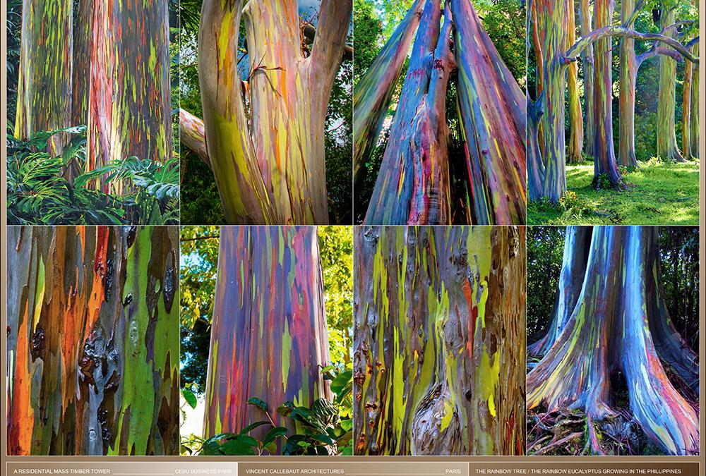 Lebendige Farbkraft: Der Eukalyptus Deglupta – auch „Rainbow Tree“ genannt. (Bild: Vincent Callebaut Architecture)