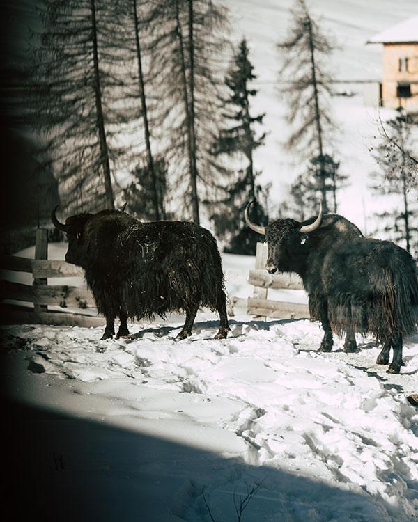 Yaks, Messner Mountain Museum, Sulden