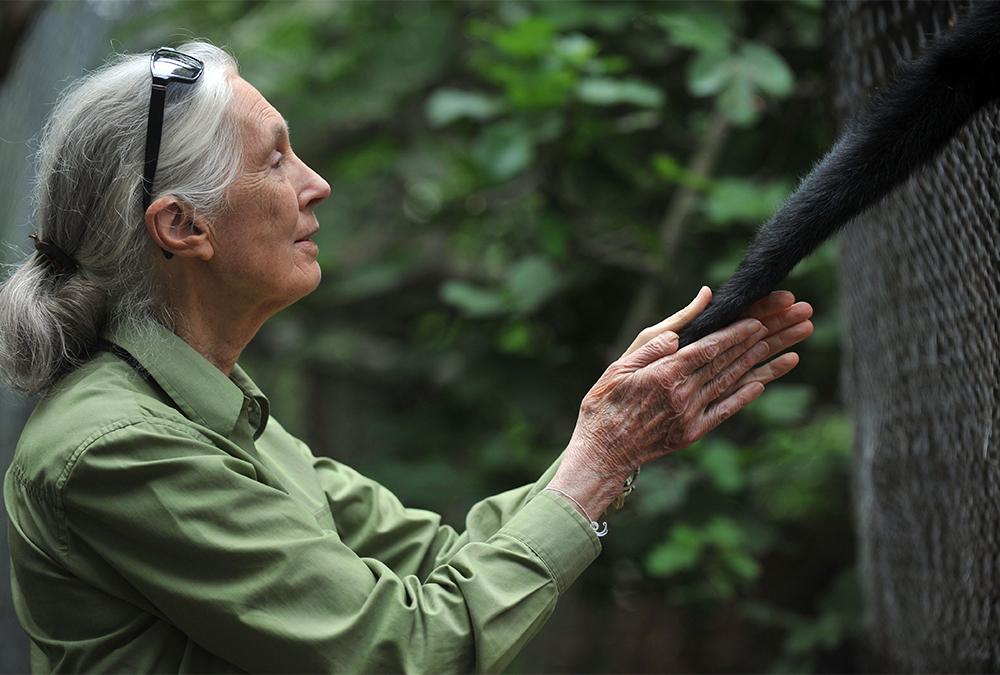 Naturverbunden: Die Gründerin des Jane Goodall Instituts, beim Besuch des Zentrums für Rehabilitation und Primaten-Rettung im chilenischen Penaflor im Jahr 2013. (Bild: HECTOR RETAMAL/AFP via Getty Images)