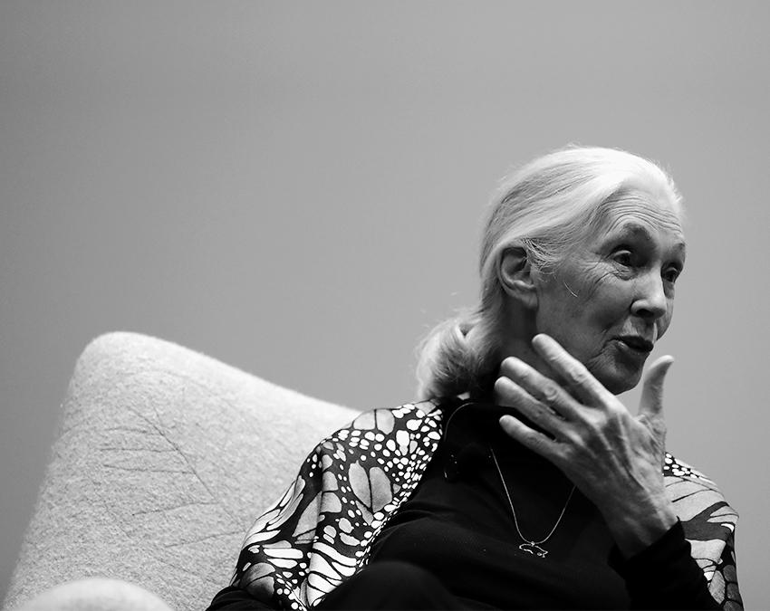 1934 in London geboren, seit frühester Jugend für Tier- und Umweltschutz aktiv: Jane Goodall motiviert mit Vorträgen, Kampagnen und Aktionen weltweit Menschen, zum Klimaschutz beizutragen.(Bild. John Lamparski/Getty Images)