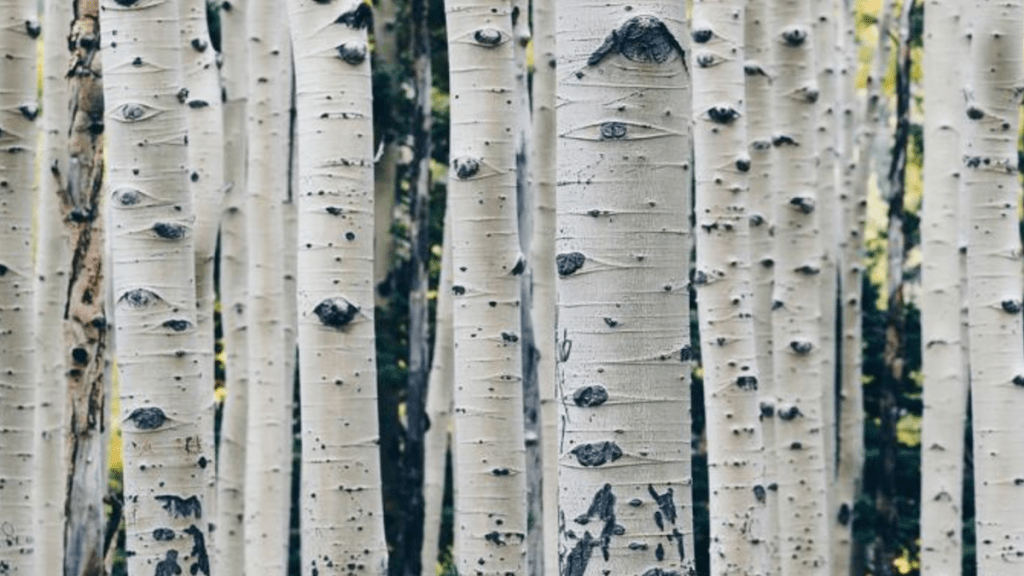 Populus Denver