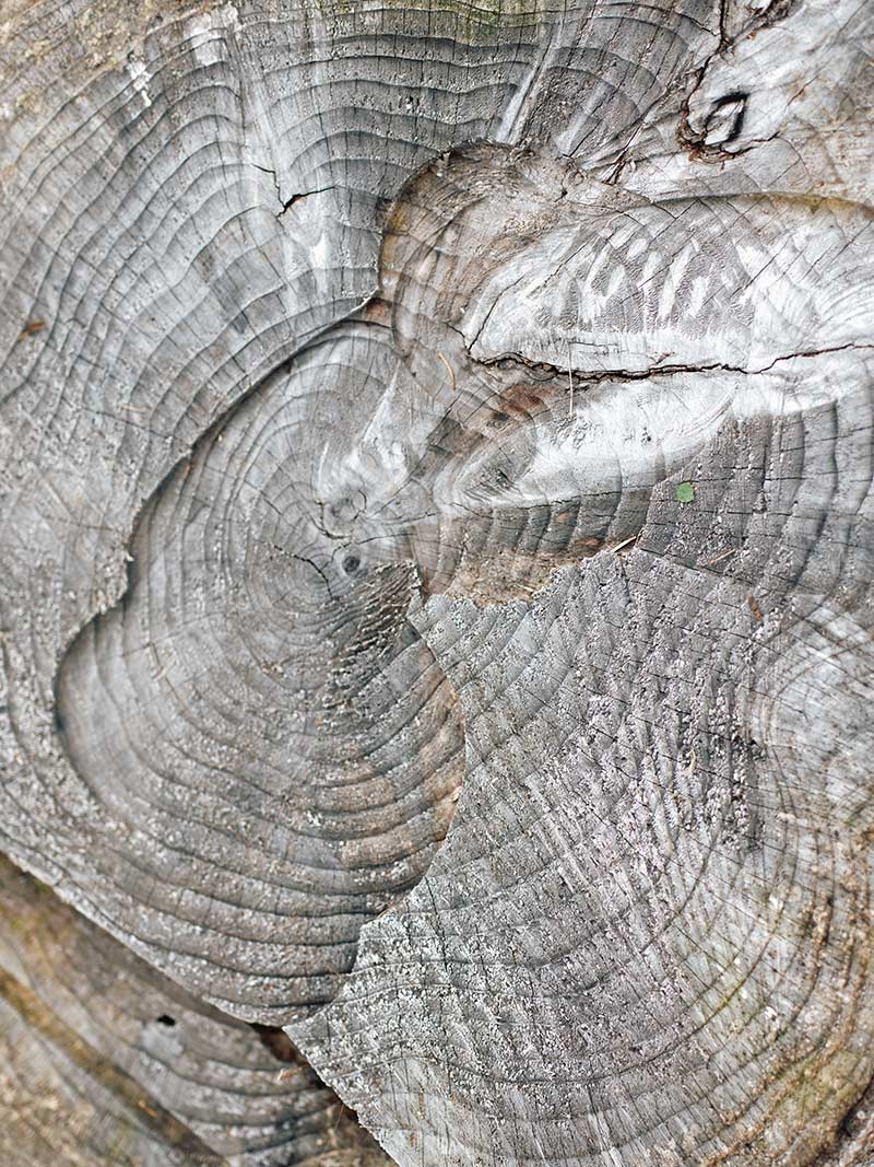 Holzquerschnitt, Foto, Philipp Horak