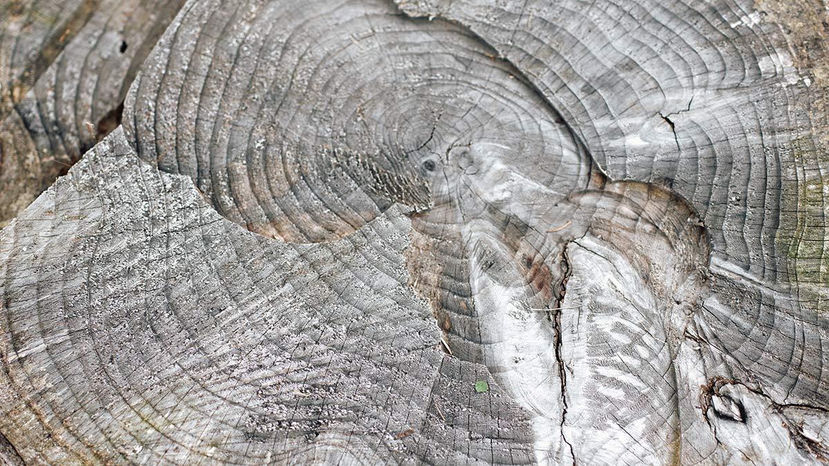 Holz-Mensch-Raum, HOMERA, Gesundheit